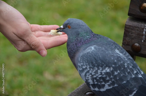 pigeon in the park