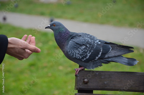 pigeon on the hand