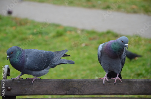 pigeon on a fence