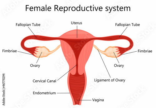 Female reproductive system with labelled parts on white background isolated vector illustration, Internal view of the uterus, flat design photo
