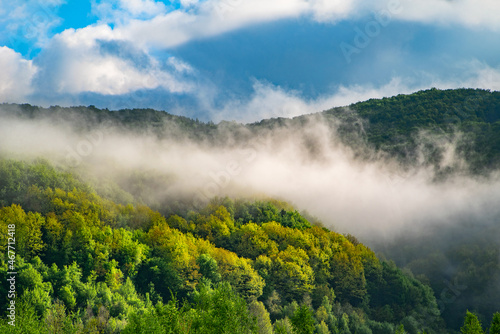 morning fog in the mountains. green spring forest landscape