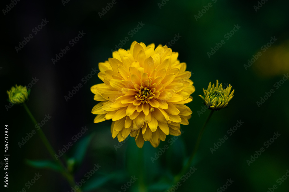 A yellow flower, with many small sharp petals. A yellow flower, with an unusual color and a beautiful background of leaves, blurred and green. A yellow flower, with many small sharp petals. A yellow flower, with an unusual color and a beautiful background of leaves, blurred and green.