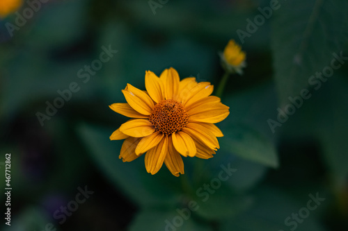 Yellow flower, with yellow petals. The flower catches the rays of the sun and tries to grow. A beautiful yellow flower, on a background of leaves.