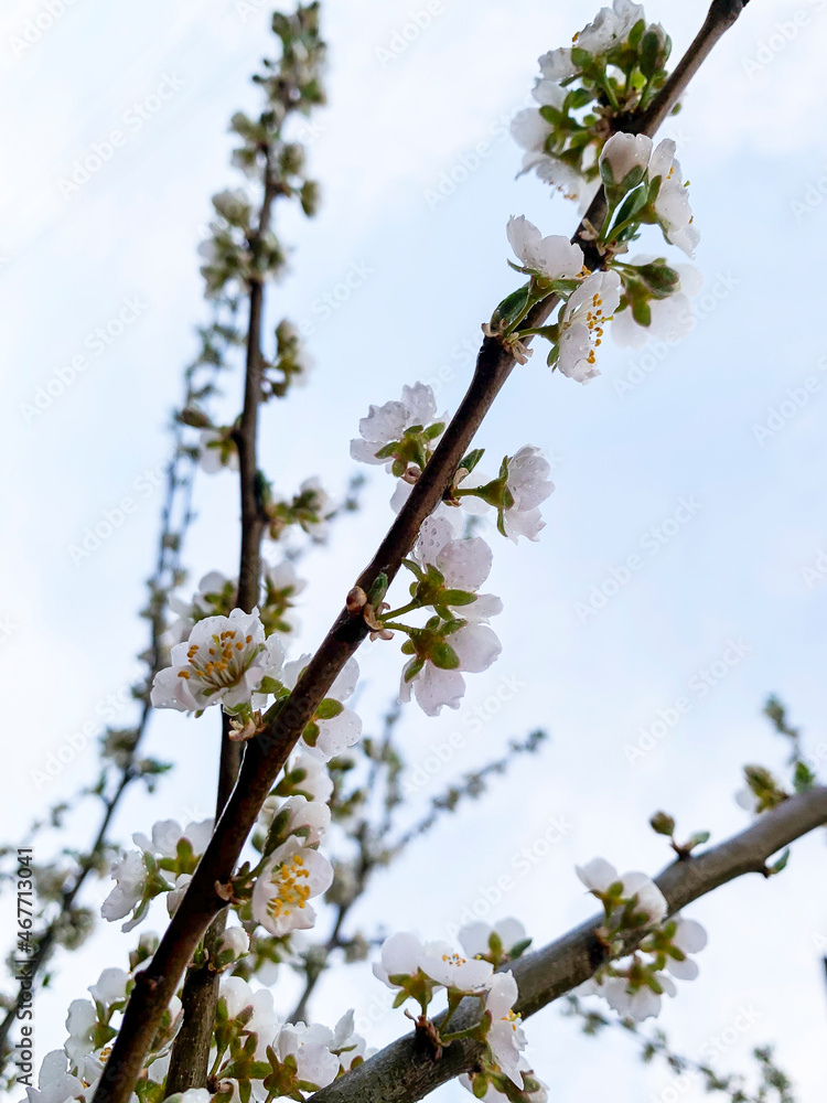Branches of fruit trees blooming with white delicate flowers. Branches of fruit trees blooming with white delicate flowers.