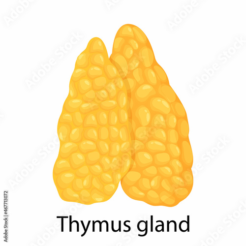 Thymus gland color icon. Primary hematopoietic organ. Isolated vector flat illustration