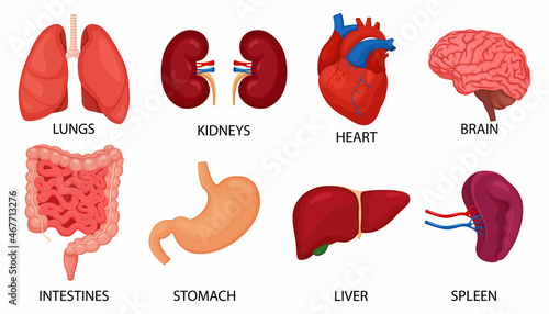 Human internal organs set. Brain, heart, lungs, stomach, intestines, kidneys, liver, spleen isolated on white background, vector flat illustration