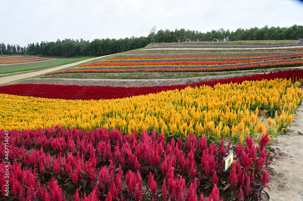 北海道美瑛町の広大な花畑の丘