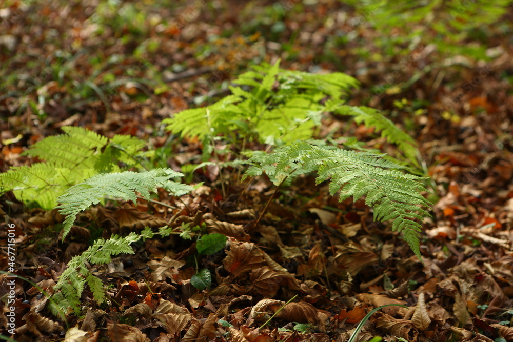 Fern in the autumn forest