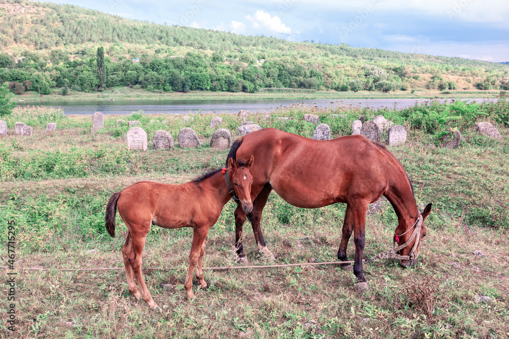 Young and adult horses on the pasture . Foal and mare grazing . Brown horses at the riverside Young and adult horses on the pasture . Foal and mare grazing . Brown horses at the riverside