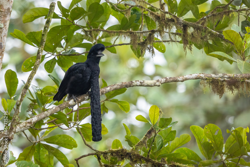 Long-wattled umbrellabird perched on a branch in the forest
