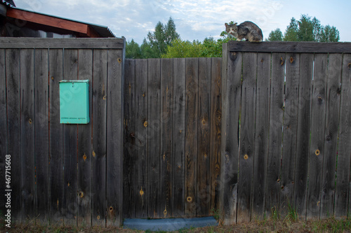 An old village fence with a closed door. There is a cat sitting on the fence. A mailbox is hanging on the fence. Soft daylight. Summer.