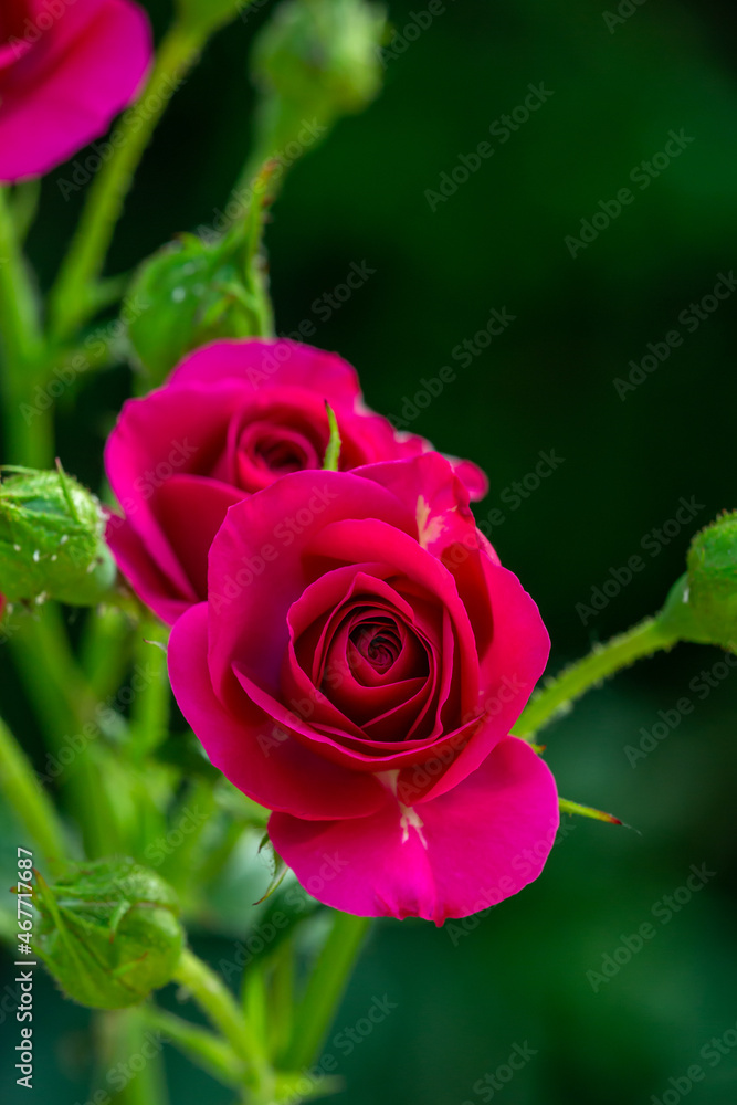 Blossom pink rose flower macro photography on a sunny summer day. Garden rose with pink petals close-up photo in the summertime. Tender rosa floral background. Blossom pink rose flower macro photography on a sunny summer day. Garden rose with pink petals close-up photo in the summertime. Tender rosa floral background.