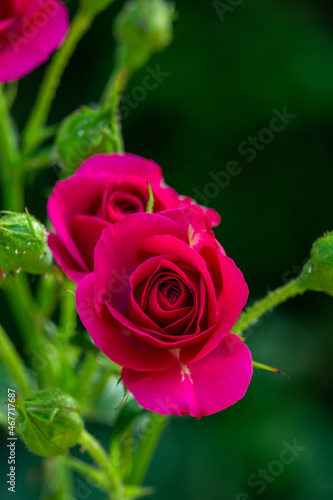 Blossom pink rose flower macro photography on a sunny summer day. Garden rose with pink petals close-up photo in the summertime. Tender rosa floral background. 