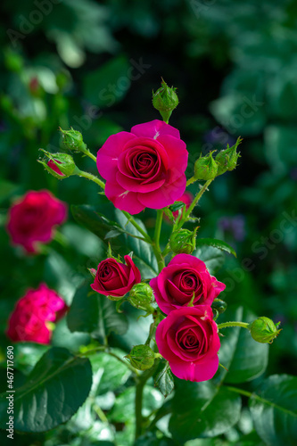 Blossom pink rose flower macro photography on a sunny summer day. Garden rose with pink petals close-up photo in the summertime. Tender rosa floral background. 