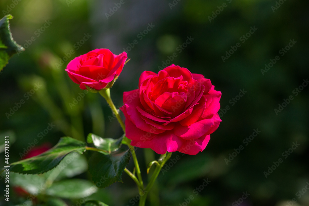 Blossom red rose flower macro photography on a sunny summer day. Garden rose with scarlet petals close-up photo in the summertime. Scarlet rosa floral background. Blossom red rose flower macro photography on a sunny summer day. Garden rose with scarlet petals close-up photo in the summertime. Scarlet rosa floral background.