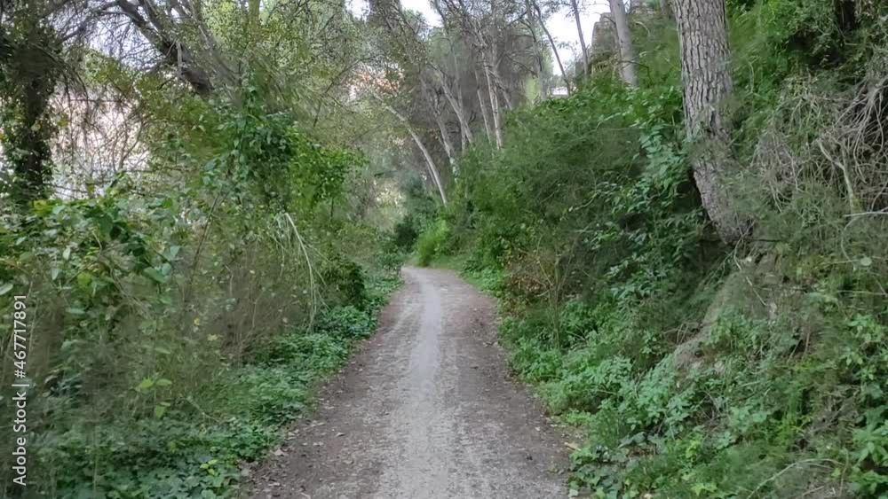 Scenic route through forest, first person view Scenic route through forest, first person view