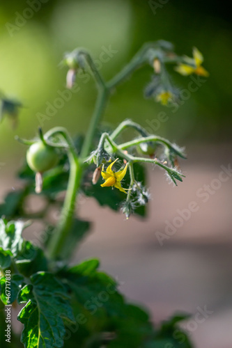 Green tomatoes hanging on a branch in the summertime macro photography. Blooming plant of small tomatoes with green fruits close-up photo.