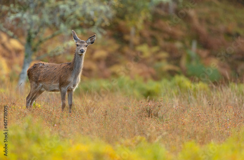 Wild, native, Red Deer hind or female, stood in rainy Autumn weather in Glen Strathfarrar, Highlands of Scotland. Facing camera. Spac efor copy.  Horizontal.
