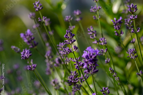 Purple little lavender flowers in summer macro photography. Violet lavender field close up photo on a sunny summer day. Lavandula floral background.