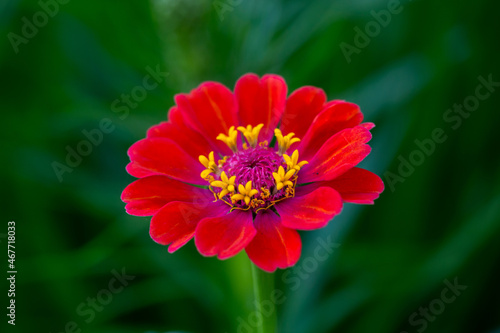 Bright red zinnia flower on a green background on a summer day macro photography. Blooming zinnia with red petal photography close-up in summer. 