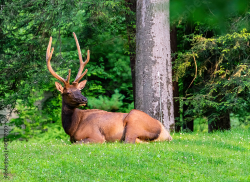 Elk in Elk County Pennsylvania