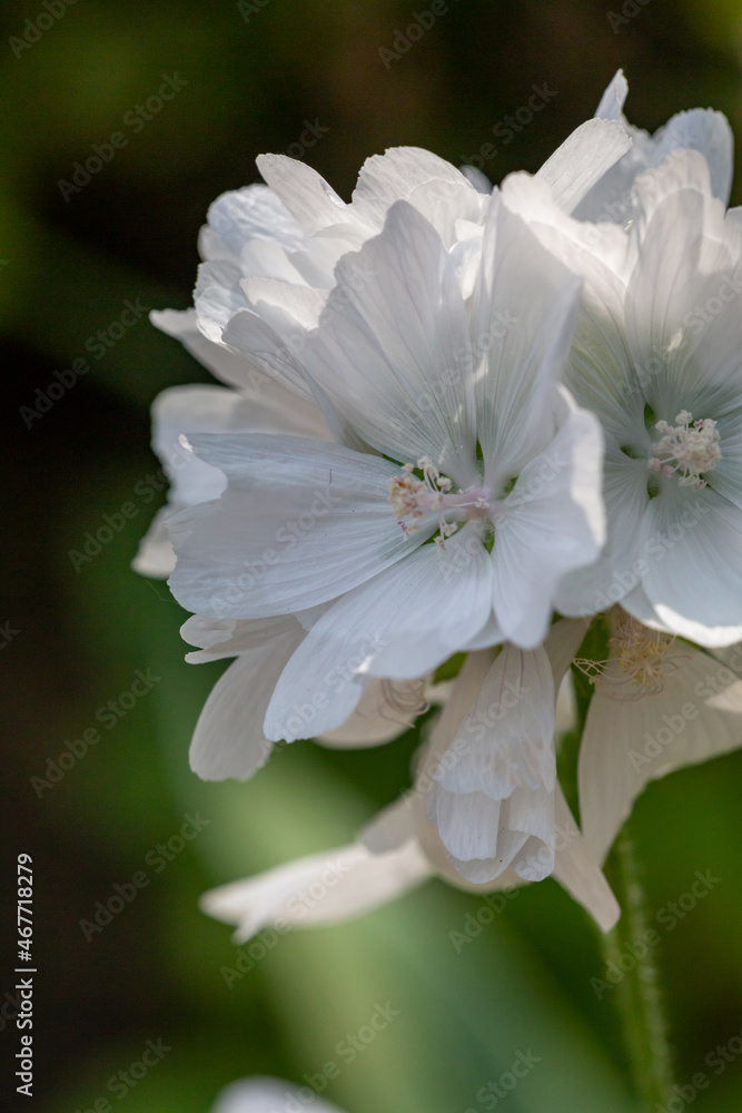 Blooming white musk mallow flower on a summer sunny day macro photography. Garden Malva moschata with white petals in the summer close-up photo. Musk-mallow flower on a green background. Blooming white musk mallow flower on a summer sunny day macro photography. Garden Malva moschata with white petals in the summer close-up photo. Musk-mallow flower on a green background.