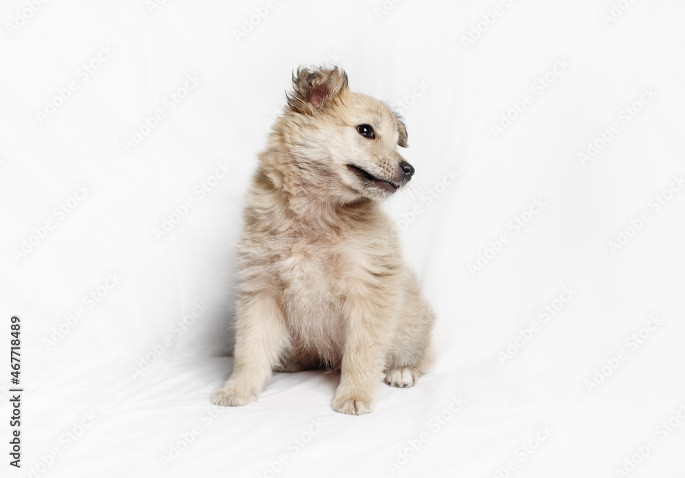 Puppy dog sits with his head tilted to one side. Puppy dog sits with his head tilted to one side.