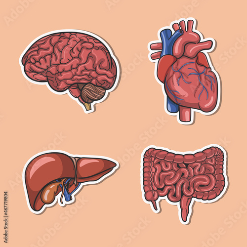 brain and other human internal organs