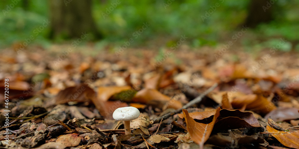 White mushroom in a forest White mushroom in a forest