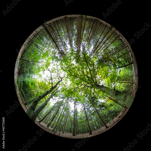 Fish-eye view forest trees reaching the sky
