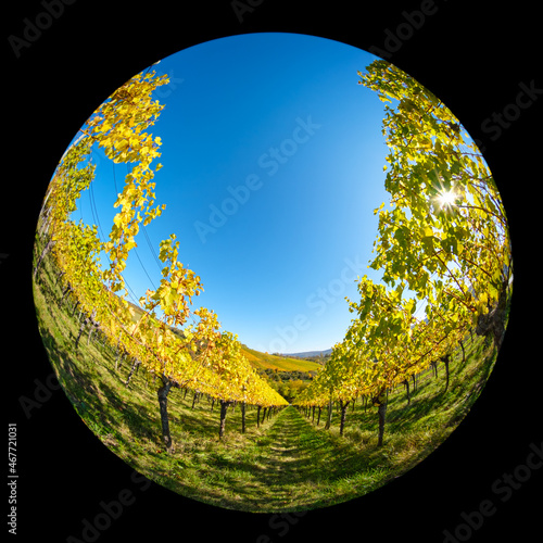 Vineyard in autumn colours and sun back lit photo