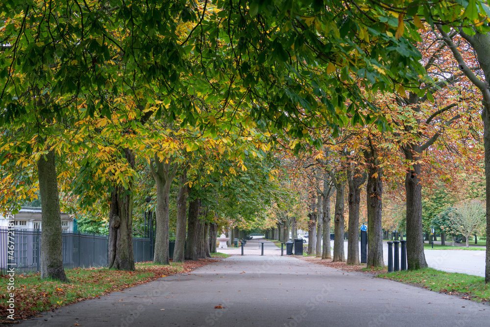 Path under autumn trees - Greenwich Park London, United Kingdom