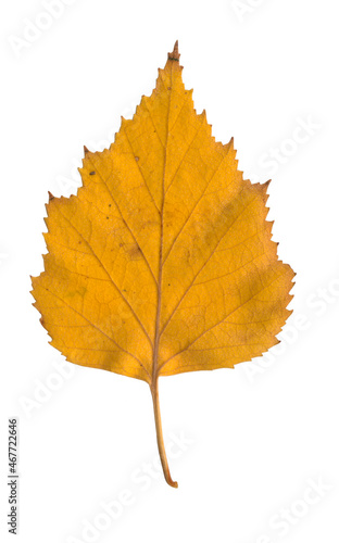 Yellow autumn birch leaf on a white background