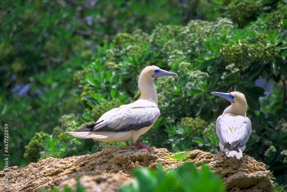 Seabirds Seabirds