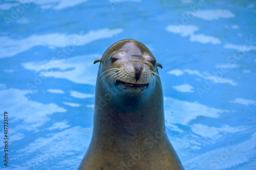 Smiling sea lion