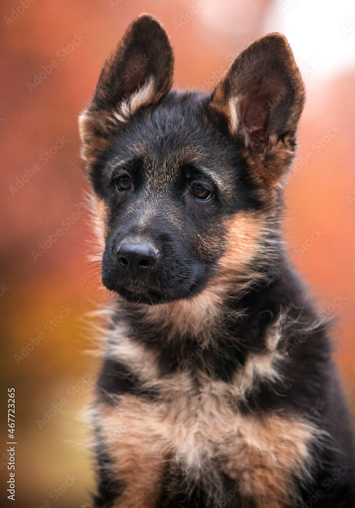 portrait of german shepherd dog in autumn park portrait of german shepherd dog in autumn park