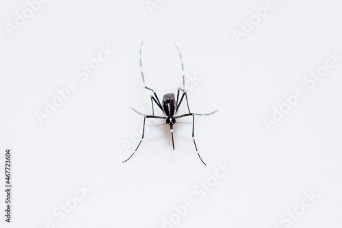Mosquito (Aedes Albopictus, Asian tiger mosquito) transmitting dengue and chikungunya viruses. Mosquito isolated in white background. photo