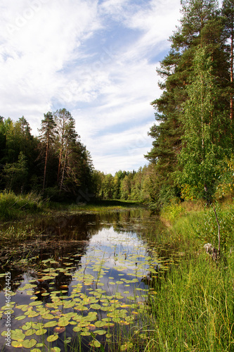 Fototapeta Naklejka Na Ścianę i Meble -  the northern forest near the reservoir at the end of summer