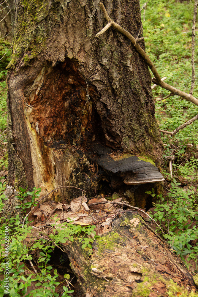 natural background a tree mushroom on a tree trunk natural background a tree mushroom on a tree trunk