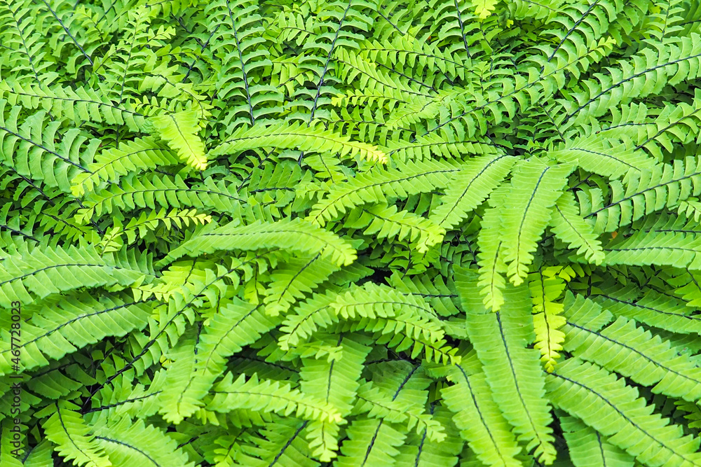 Adiantum pedatum green fern background, soft focus. Northern maidenhair fern Adiantum pedatum green fern background, soft focus. Northern maidenhair fern