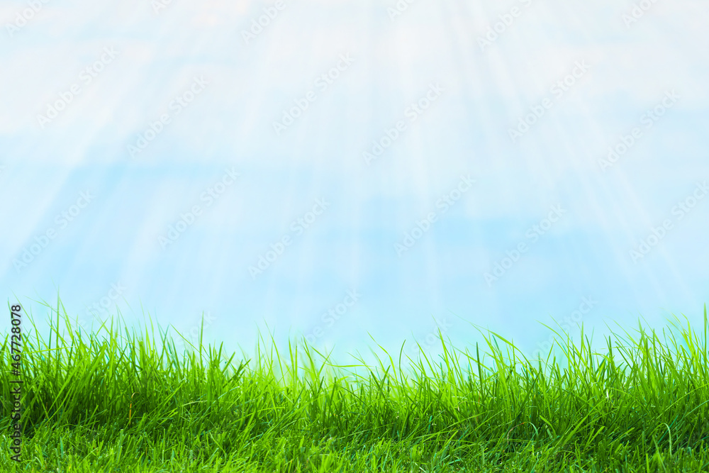 Spring nature background with grass and blue sky as background. Green grass abstract summer background Spring nature background with grass and blue sky as background. Green grass abstract summer background