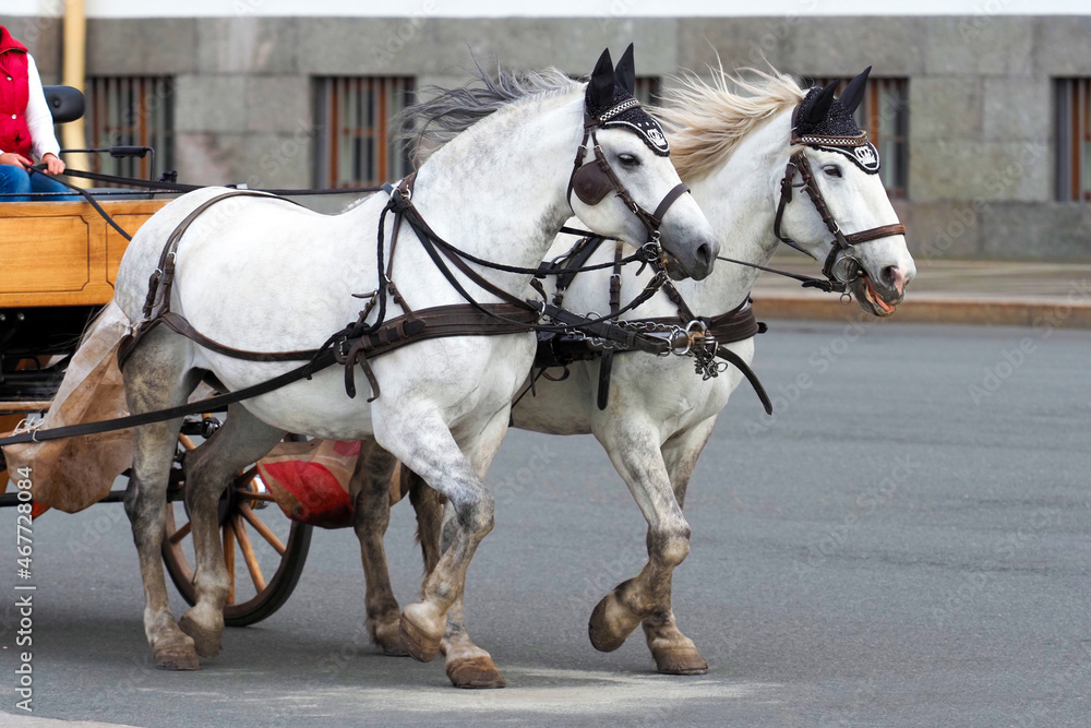 Two white horses and carriage on the city street. Crew Two white horses and carriage on the city street. Crew
