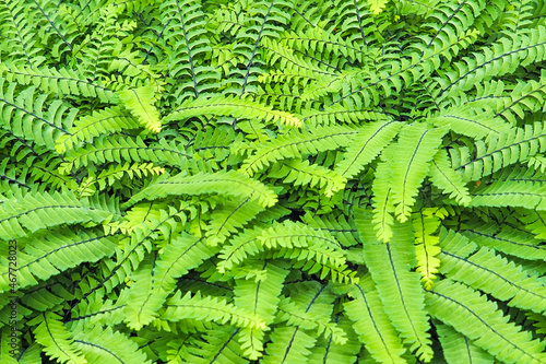 Adiantum pedatum green fern background, soft focus. Northern maidenhair fern photo