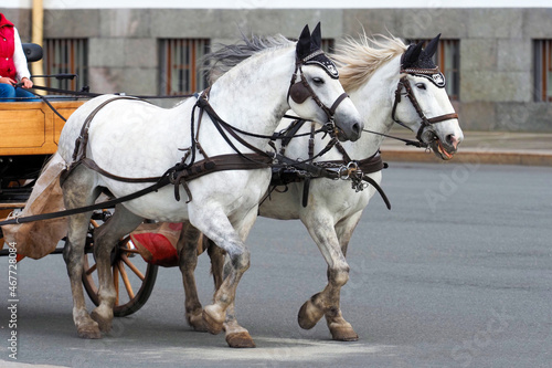 Two white horses and carriage on the city street. Crew