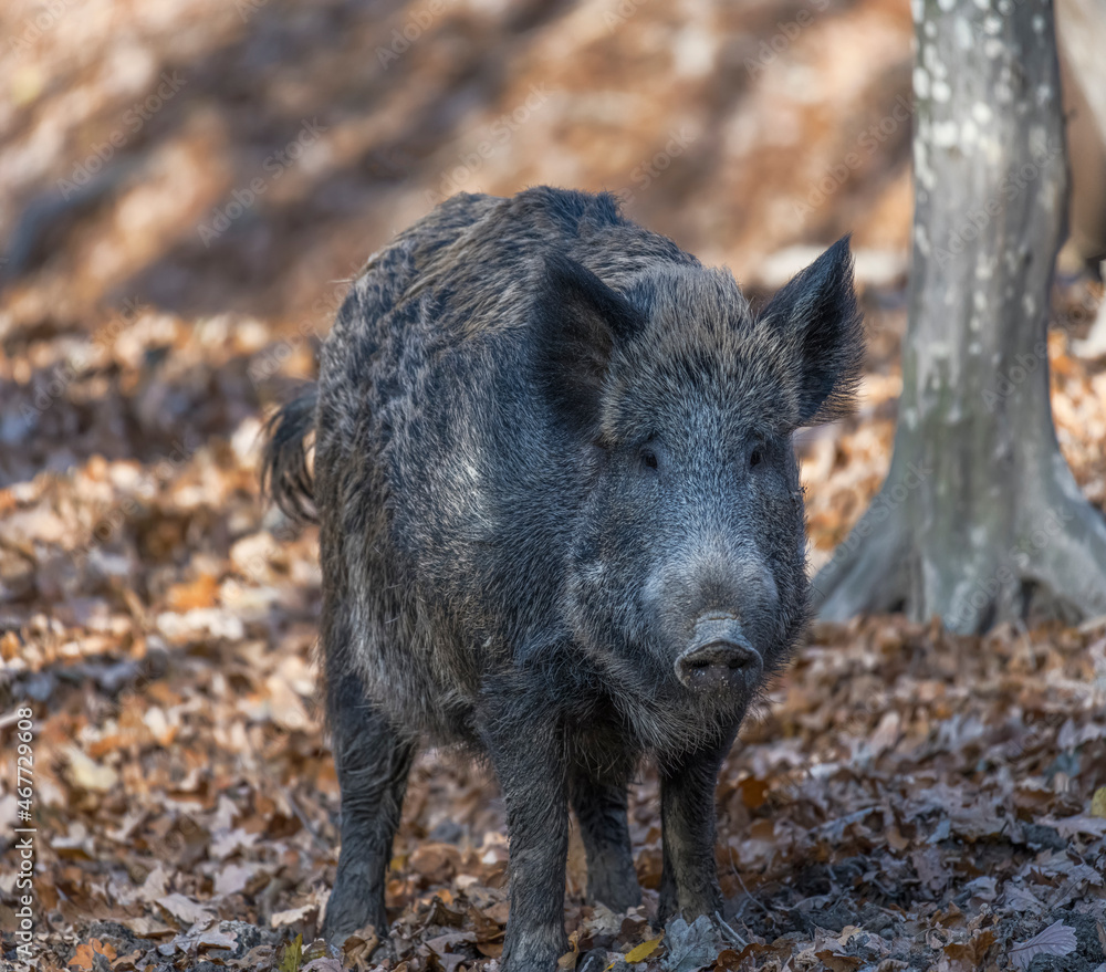 Wild boar in the autumn forest. Wild boar in the autumn forest.