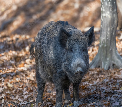 Wild boar in the autumn forest.