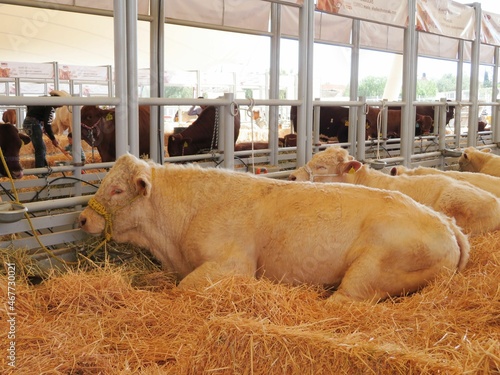 Εκτύπωση καμβά charolais breed of cows