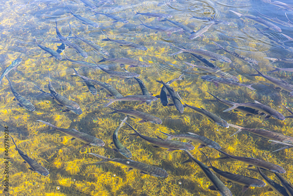 Sea fish swimming over seagrass