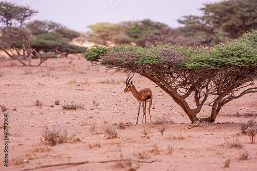 Shy Gazelle seeking shelter under an acacia near Djibouti City in the dusty desert