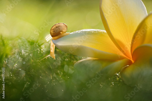 snail on a leaf photo